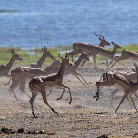 ホテル Jackalberry Chobe カサネ エクステリア 写真