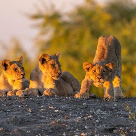 ホテル Jackalberry Chobe カサネ エクステリア 写真