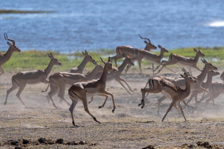 ホテル Jackalberry Chobe カサネ エクステリア 写真
