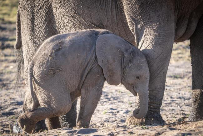 ホテル Jackalberry Chobe カサネ エクステリア 写真