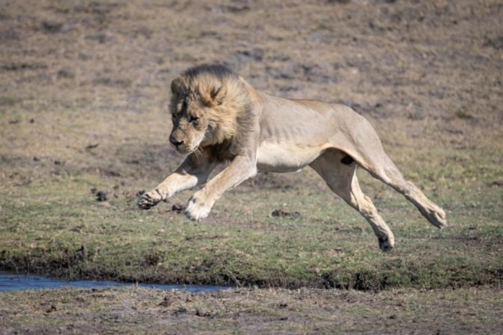 ホテル Jackalberry Chobe カサネ エクステリア 写真