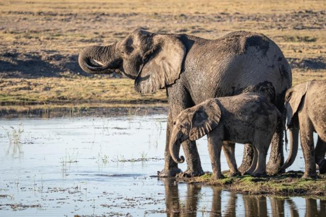 ホテル Jackalberry Chobe カサネ エクステリア 写真